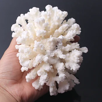 1PC Naturlige Hvide Fossile Koral Cluster Crystal Akvarium Landskabspleje Ornamenter Decorationum Reef Prøve Home Decor Gave