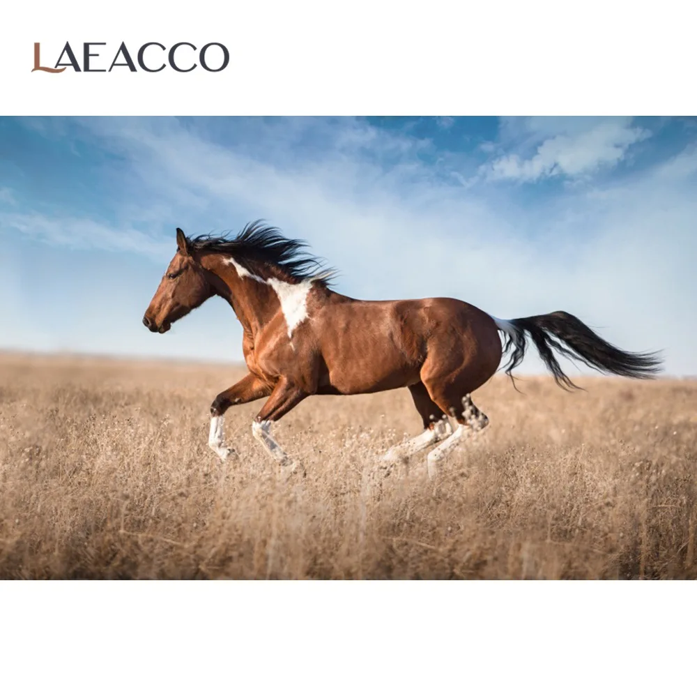 Laeacco Græsarealer Vilde Køre Hest Klar Blå Himmel, Overskyet Naturskønne Foto Baggrund Fotografering Baggrund Photocall Foto Studio