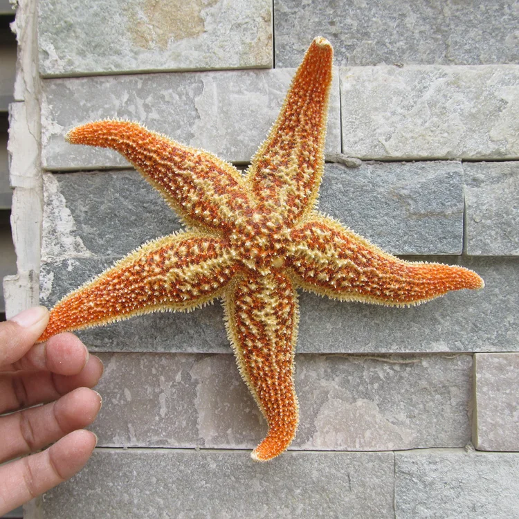 Primære Pigge Femkantet Søstjerner Naturlige Conch Shell Middelhavet Hjem Dekoration Wall Sticker Mikro-landskab Gaver Rekvisitter