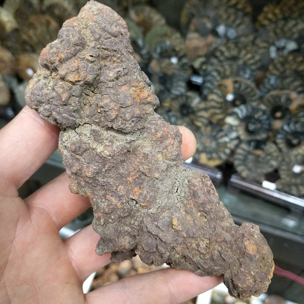 2019 hot 100g Naturlige sten Sjældne dinosaur ekskrementer lort fossile Madagaskar Møg fossiler samlinger populære science-undervisning